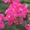 Garden Goods Direct Pink Geranium