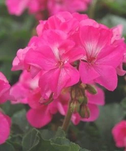 Garden Goods Direct Pink Geranium
