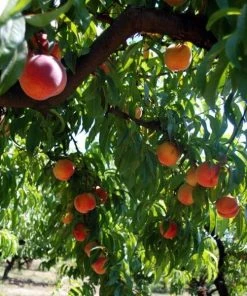 Garden Goods Direct Red Haven Peach Tree