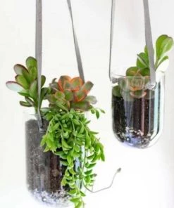 Garden Goods Direct Glass Capsule Hanging Planter