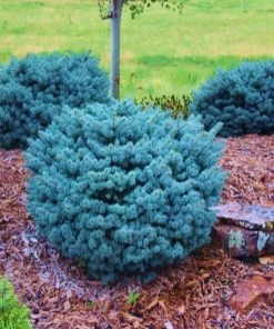 Garden Goods Direct Shrubs Globe Blue Spruce