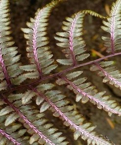 Garden Goods Direct Godzilla Japanese Painted Fern Perennials 5 Garden Goods Direct Godzilla Japanese Painted Fern Perennials