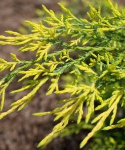 Garden Goods Direct Gold Lace Juniper Shrubs 6 Garden Goods Direct Gold Lace Juniper Shrubs