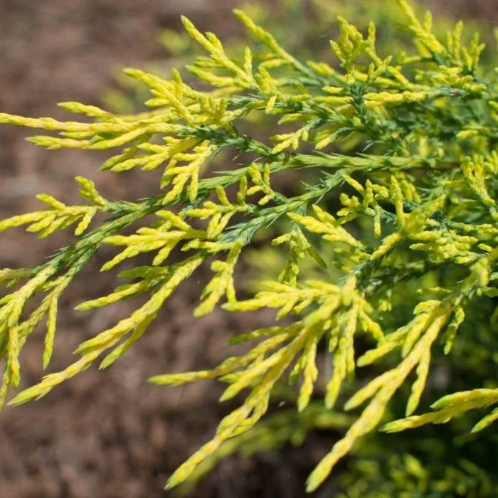 Garden Goods Direct Gold Lace Juniper Shrubs 3 Garden Goods Direct Gold Lace Juniper Shrubs