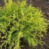 Garden Goods Direct Kings Gold Cypress Shrubs