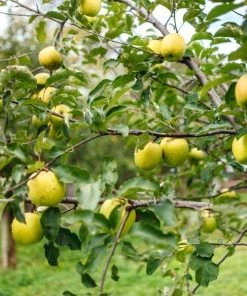 Garden Goods Direct Golden Delicious Apple Tree Trees