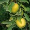 Garden Goods Direct Golden Delicious Apple Tree Trees