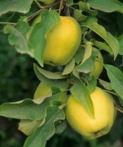 Garden Goods Direct Golden Delicious Apple Tree Trees