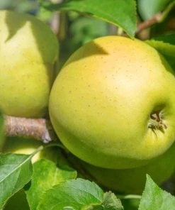 Garden Goods Direct Golden Delicious Apple Tree Trees