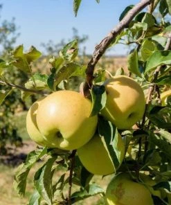 Garden Goods Direct Golden Delicious Apple Tree Trees