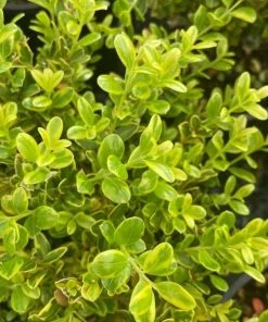 Garden Goods Direct Golden Dream Boxwood