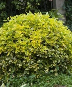Garden Goods Direct Shrubs Golden Euonymus