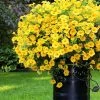 Garden Goods Direct Yellow Calibrachoa