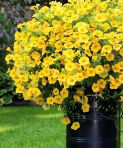 Garden Goods Direct Yellow Calibrachoa