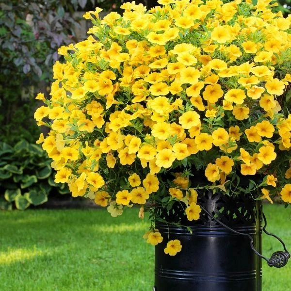 Garden Goods Direct Yellow Calibrachoa 1 Garden Goods Direct Yellow Calibrachoa