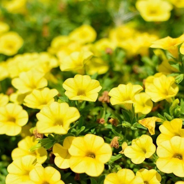 Garden Goods Direct Yellow Calibrachoa 2 Garden Goods Direct Yellow Calibrachoa