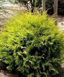 Garden Goods Direct Golden Globe Arborvitae Shrubs