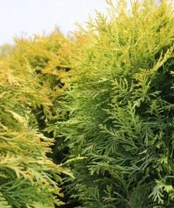 Garden Goods Direct Golden Globe Arborvitae Shrubs