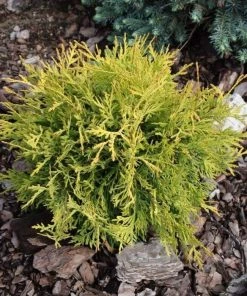 Garden Goods Direct Golden Globe Arborvitae Shrubs