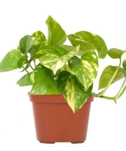 Garden Goods Direct Golden Pothos House Plants