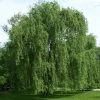 Garden Goods Direct Trees Weeping Willow