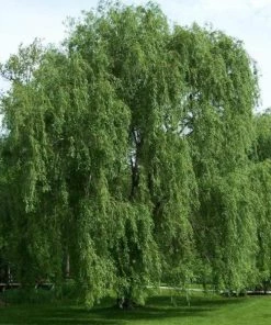 Garden Goods Direct Trees Weeping Willow