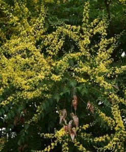 Garden Goods Direct Golden Rain Tree