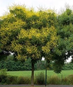 Garden Goods Direct Golden Rain Tree