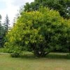 Garden Goods Direct Golden Rain Tree