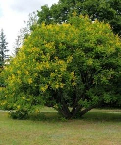 Garden Goods Direct Golden Rain Tree