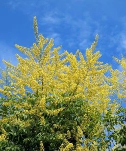 Garden Goods Direct Golden Rain Tree