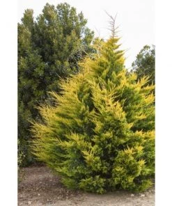 Garden Goods Direct Gold Rider Leyland Cypress