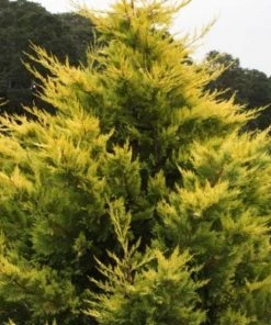 Garden Goods Direct Gold Rider Leyland Cypress