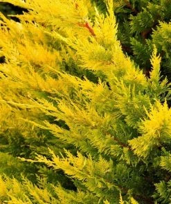 Garden Goods Direct Gold Rider Leyland Cypress