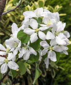 Garden Goods Direct Granny Smith Apple Tree Trees