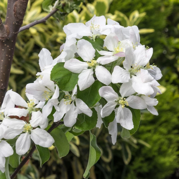 Garden Goods Direct Granny Smith Apple Tree Trees 2 Garden Goods Direct Granny Smith Apple Tree Trees