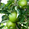 Garden Goods Direct Granny Smith Apple Tree Trees