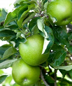Garden Goods Direct Granny Smith Apple Tree Trees