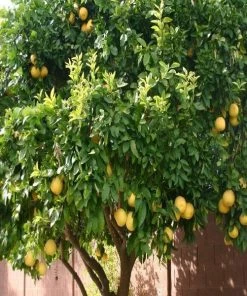 Garden Goods Direct Rio Red Grapefruit Tree