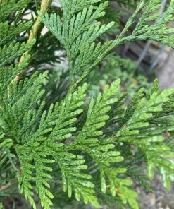 Garden Goods Direct Trees Thuja Green Giant Arborvitae
