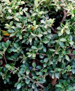 Garden Goods Direct Shrubs Green Luster Holly