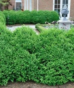 Garden Goods Direct Green Mountain Boxwood 5 Garden Goods Direct Green Mountain Boxwood
