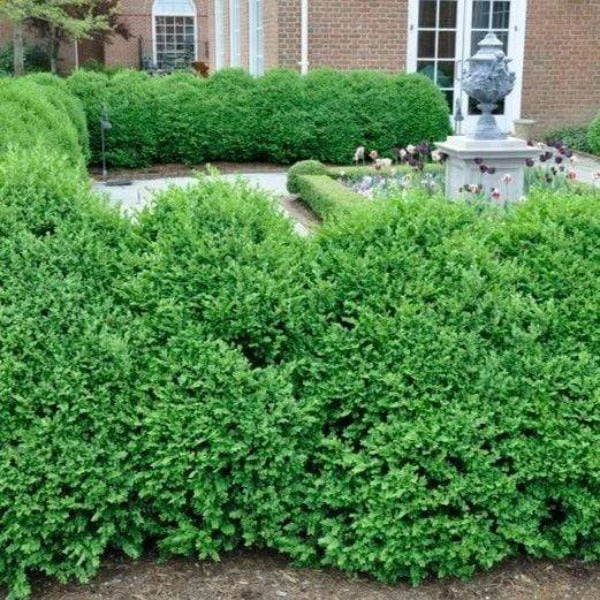Garden Goods Direct Green Mountain Boxwood 3 Garden Goods Direct Green Mountain Boxwood