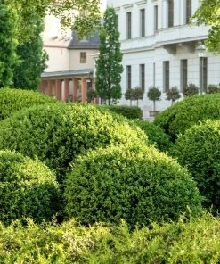 Garden Goods Direct Green Mountain Boxwood