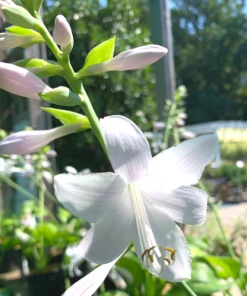 Garden Goods Direct Hosta Guacamole
