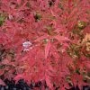 Garden Goods Direct Nandina Gulf Stream Shrubs