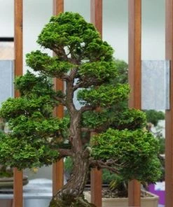 Garden Goods Direct Trees Hage Hinoki Cypress 7 Garden Goods Direct Trees Hage Hinoki Cypress