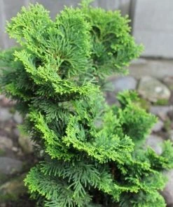 Garden Goods Direct Trees Hage Hinoki Cypress 6 Garden Goods Direct Trees Hage Hinoki Cypress