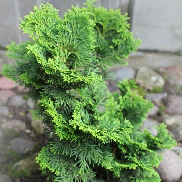 Garden Goods Direct Trees Hage Hinoki Cypress 3 Garden Goods Direct Trees Hage Hinoki Cypress