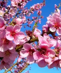 Garden Goods Direct Trees Harvester Peach Tree